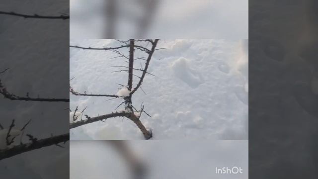 Февраль 2023г Как зимуют пчелы. смотреть онлайн