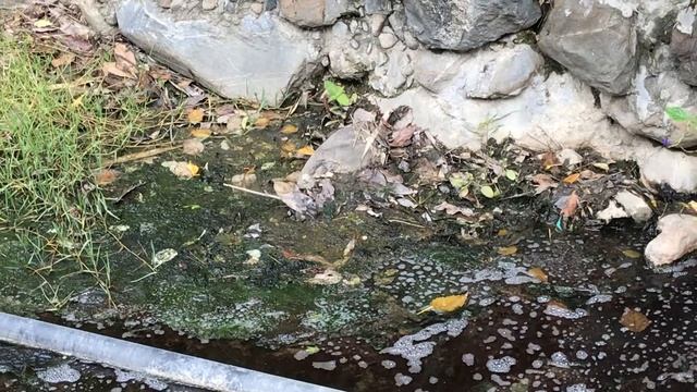 アオスジアゲハ / Graphium sarpedon 2018/03/25 ポーリン温泉 Poring Hot Spring, Butterfly of Malaysia смотреть онлайн