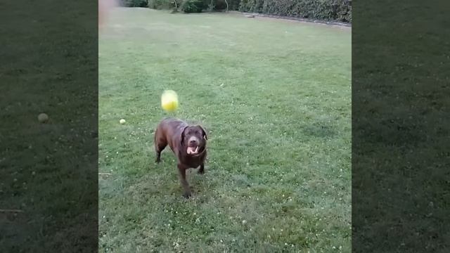 My dog sucks at catching balls :'D смотреть онлайн