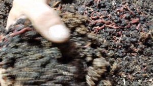 Попытки по уничтожению гриндаля, часть 4