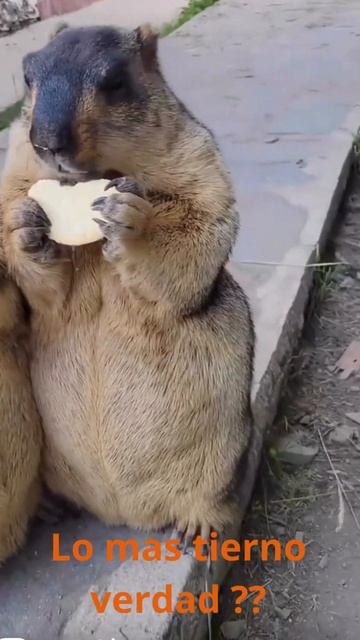 #sohrts marmot #loves nose massage #marmor смотреть онлайн