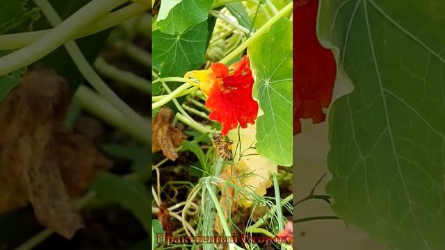 Ничего себе! У пчелы есть корзинка 😮 смотреть онлайн