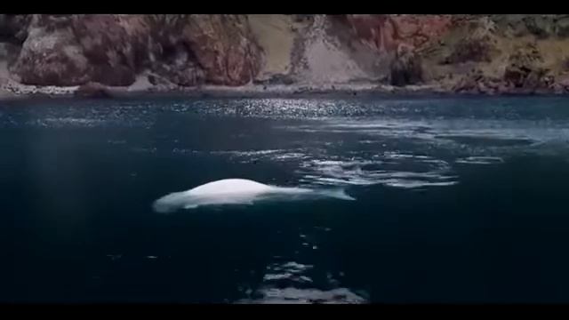 Two beluga whales have their first swim in their new open water sanctuary смотреть онлайн