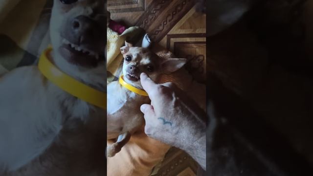 Лежит балдеет Ричард😂 смотреть онлайн
