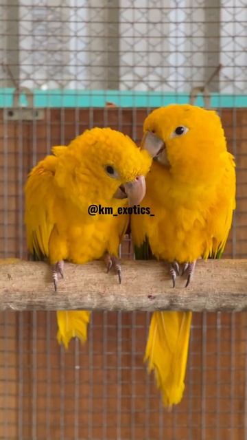 Golden canure One Of The Most Beautiful Parrots In The #shorts @km_exotics_ смотреть онлайн