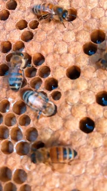 Расплод пчел смотреть онлайн