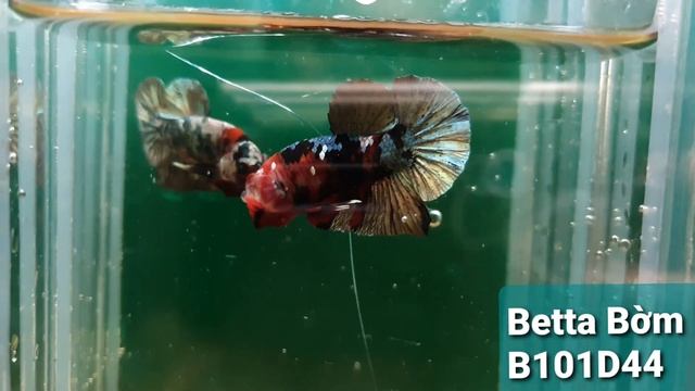 Betta Bom: Red Black Copper Galaxy смотреть онлайн