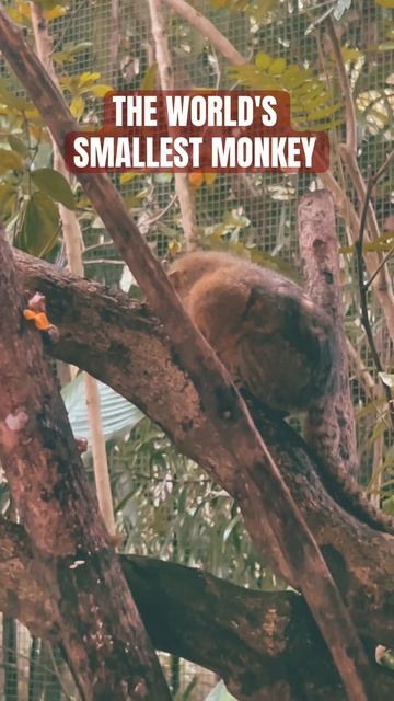 The world's smallest monkey - Western Pygmy Marmoset @ SINGAPORE ZOO #Singapore смотреть онлайн