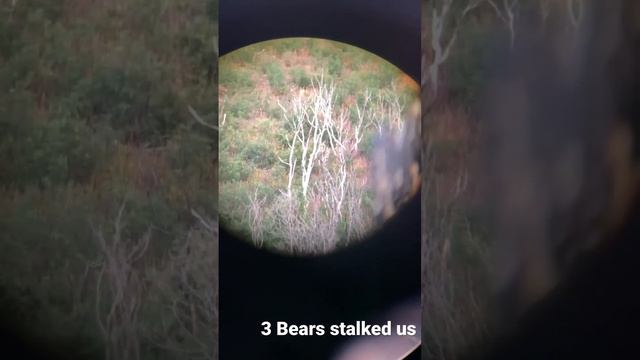 Spotting 3 Bears that snuck up on us while bow hunting смотреть онлайн