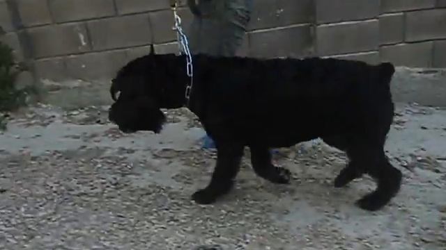 ROMAN-KOSH BUTTERFLY SILVER WAVE. 8 лет смотреть онлайн