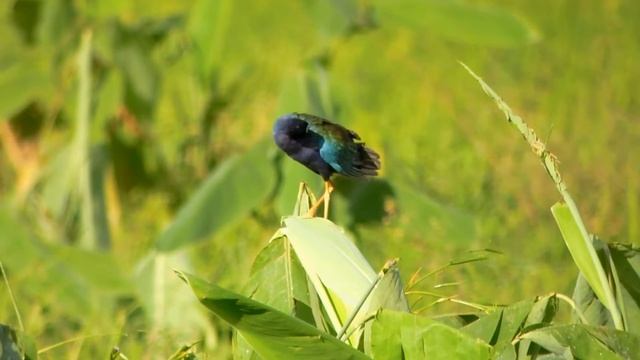 Purple Gallinule (Porphyrio martinicus) смотреть онлайн