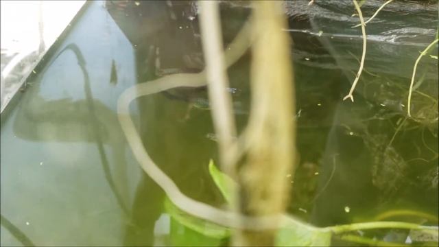 Batrochoglanis update video смотреть онлайн