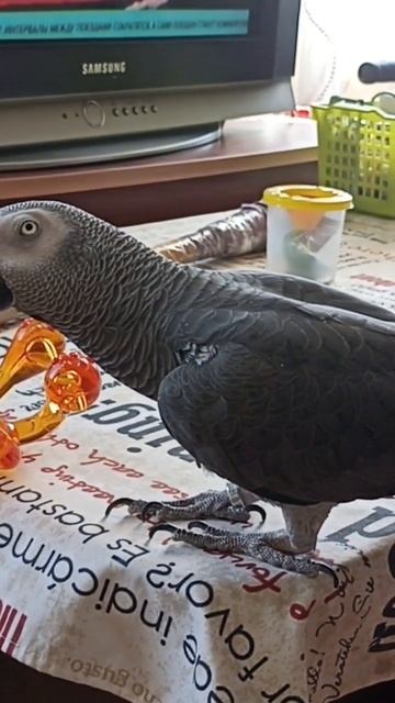 Акула уходи Рафик тебе говорит смотреть онлайн