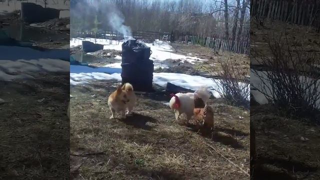 Нападение курицы смотреть онлайн