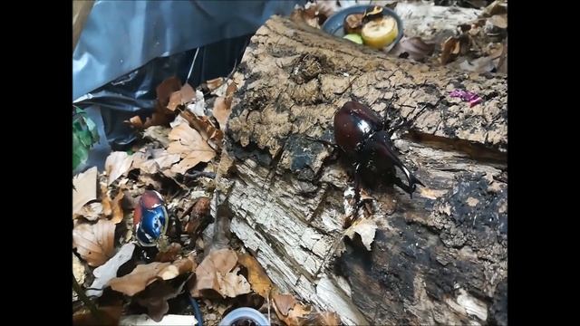 Mecynorrhina torquata ugandensis & Xylotrupes gideon sumatrensis Part.2 смотреть онлайн