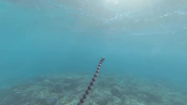 Yellow-lipped Sea Krait. смотреть онлайн