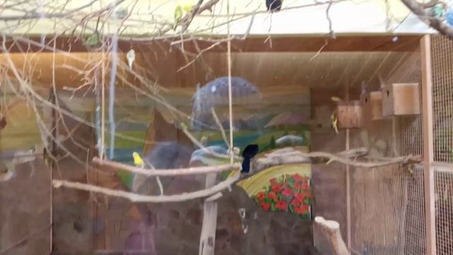 Воронежский зоопарк Попугаи, Куропатки смотреть онлайн