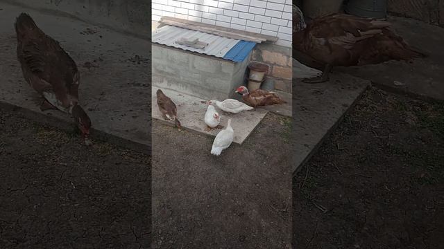 бесплатный и полезный корм для уток в пик яйценоскости. смотреть онлайн