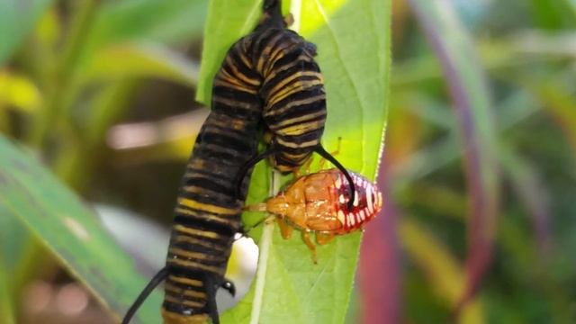 Spine soldier bug nymph? Feeds on monarch смотреть онлайн