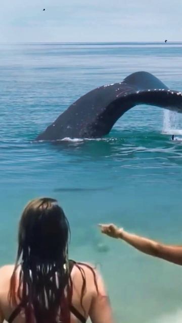 tourists panic❗there is a giant whale tail on the beach 😱 смотреть онлайн
