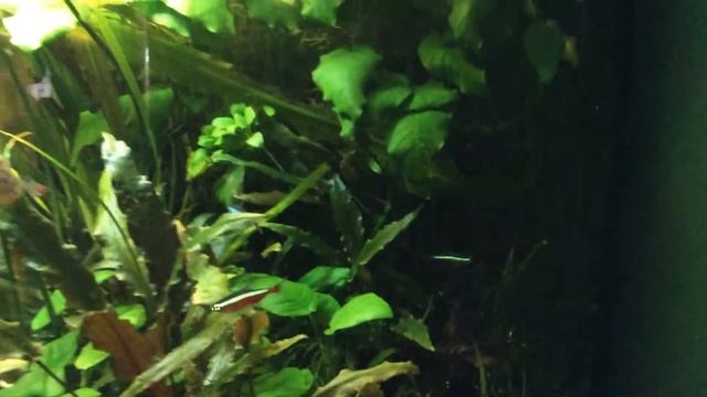 Amazon style Juwel Trigon 190 смотреть онлайн