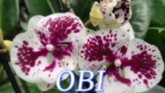 №1017/ СВЕЖАЯ поставка ОРХИДЕЙ в OBI смотреть онлайн