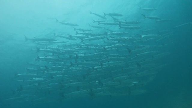 baracuda 💕 смотреть онлайн