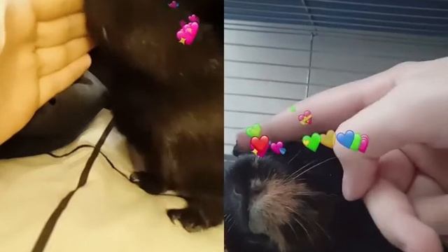 SonaMira🐹 Свинка Sona дуэт с Морской Свинки ✨filona✨ (SonaMira🐹) смотреть онлайн
