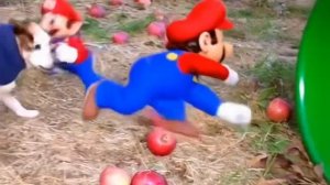 Собака с яблоком