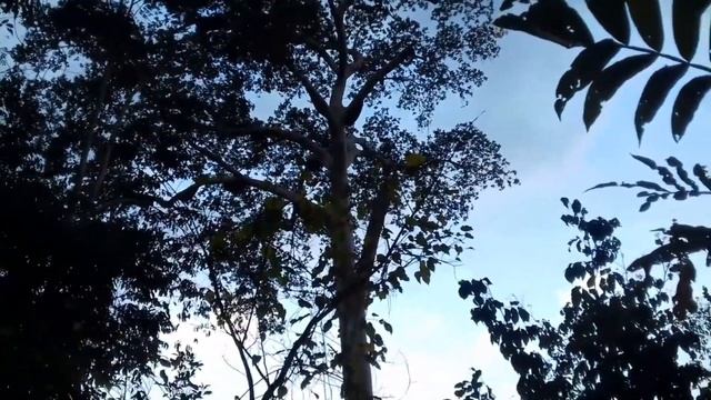 Panen madu hutan || membuat seruran || Suku Paser Rantau Layung || Ayah Dzaky & Dzain. #maduhutan смотреть онлайн