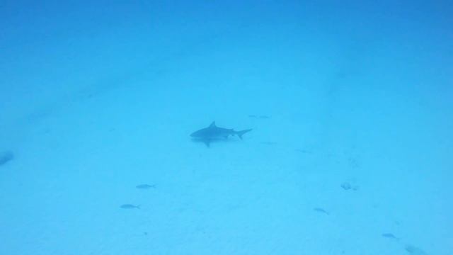 Katya scuba diving Cozumel смотреть онлайн