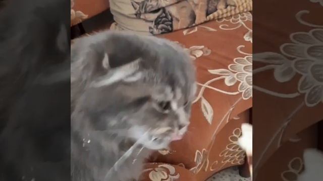 Шотландский кот Кузя ест эскимо смотреть онлайн