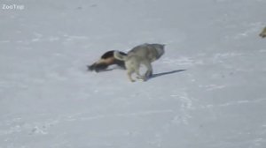 Росомаха против волка и оленя  Реальный бой