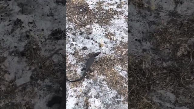 Releasing a Australian monitor lizard Tristis Tristis смотреть онлайн