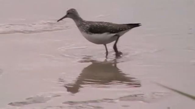 Green Sandpiper 16 June 2011 смотреть онлайн