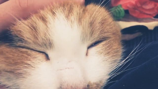 Моя кошка фортуна смотреть онлайн