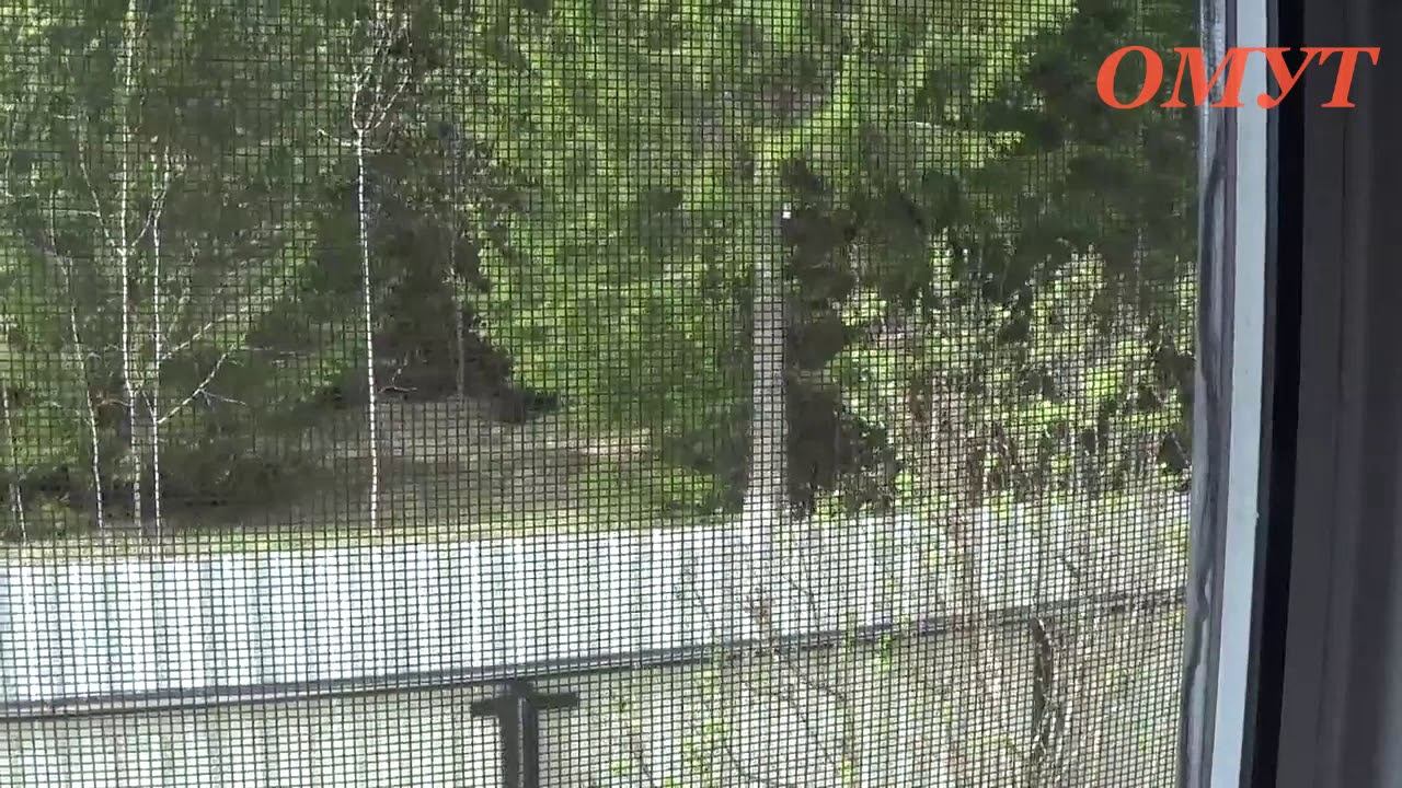 282. ПТИЧКИ - ВЕСТОЧКИ... смотреть онлайн