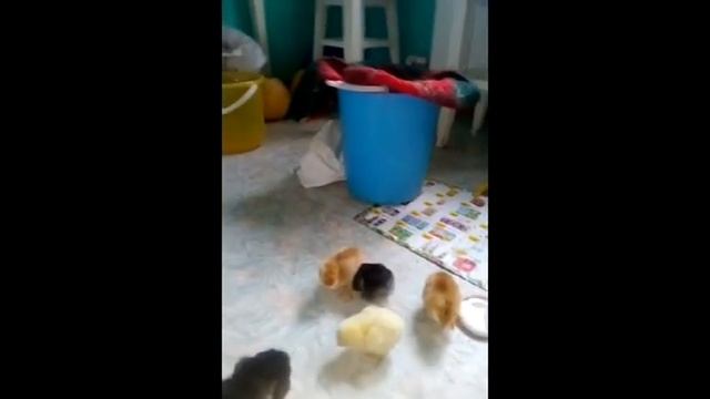 Цыплята только родились смотреть онлайн