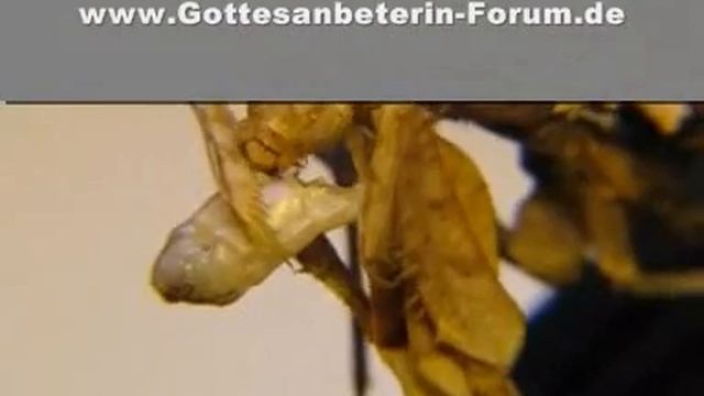 Teufelsmantis Idolomantis diabolica смотреть онлайн