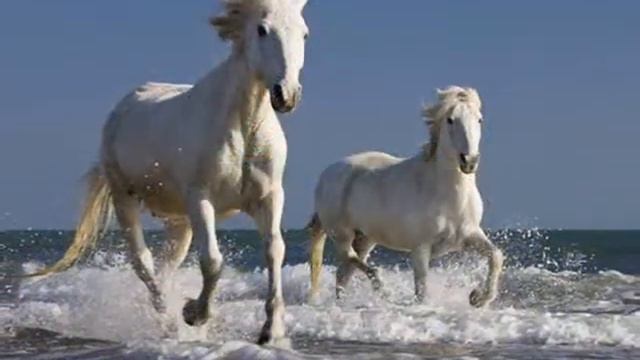 Кони, мои кони... смотреть онлайн