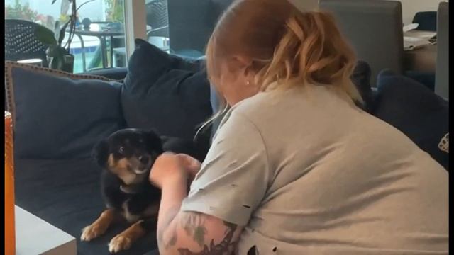 Dog Training Collar for Medium Large Dogs | 2 in 1 Training remote bark collar Guide смотреть онлайн