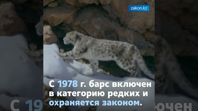 23 октября, День Снежного Барса смотреть онлайн