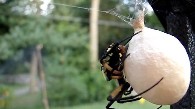 Argiope Aurantia Wrapping Egg Sack (8) смотреть онлайн
