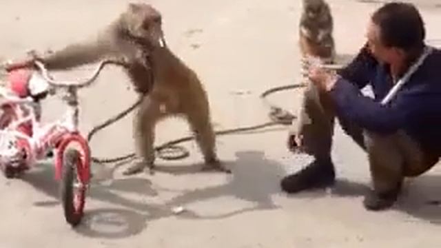 Грозная обезьяна! смотреть онлайн