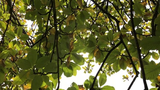 Whitebeam - canopy - August 2021 смотреть онлайн