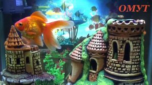 179. ОБРЯД НА ТОРГОВЛЮ - 2 ЧАСТЬ ... И ВАШИ КОММЕНТЫ ...