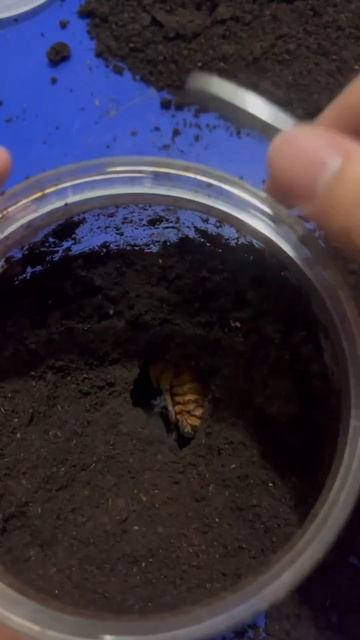 Digging out a pupa. Species: Chalcosoma atlas hesperus🐛#shortvideo #shorts #short #shortsvideo #all смотреть онлайн