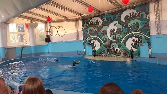 Дельфинарий Сочи Ривьера 13 смотреть онлайн