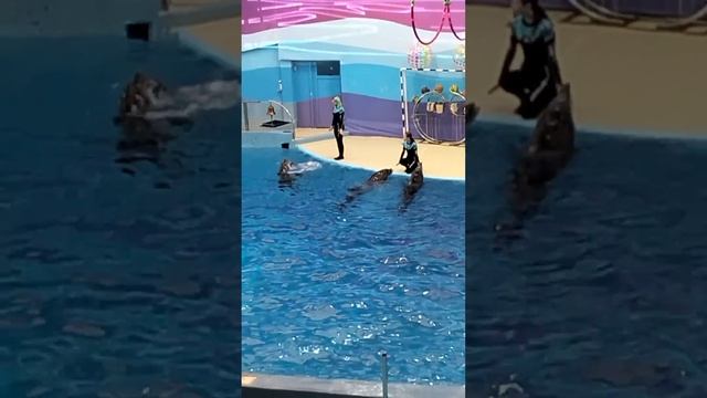 Шоу дельфинов -10. Большой Сочинский дельфинарий-28.03.2023г. смотреть онлайн