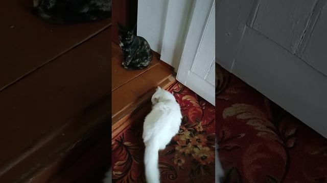 два пушистика . #котята #коты смотреть онлайн